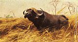 Buffalo Canvas Paintings - An African Buffalo